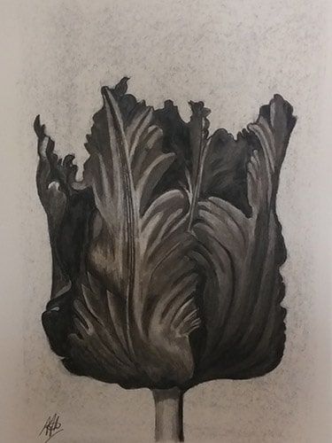 zwarte tulp 8